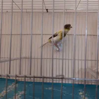 قناری نر گلاستر