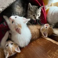 واگذاری گربه