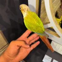 گرین چیک آناناسی فوق دستی به بازیگوش و شیطون|پرنده|خمینی‌شهر, |دیوار