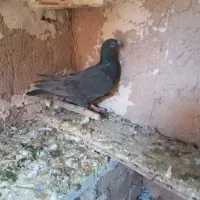 کبوتر|پرنده|قائن, |دیوار