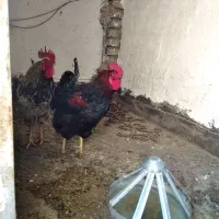 خروس