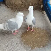 دوکت آبی کاکلی . کویتی