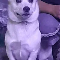 نژاد کرگی  آموزش دیده  قیمت ۶نیم