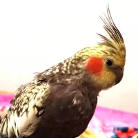 گم شدن عروس هلندی مرواریدی|حیوانات|بهشهر, |دیوار