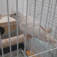 طوطی عروس آلبینو مولد|پرنده|رشت, نظری|دیوار