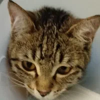 بچه گربه باهوش تمایل به همراهی با آدم ها|گربه|ارومیه, |دیوار