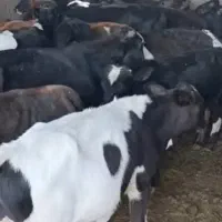 کوساله نر کوردی ۱۰۰ کیلو ۴۵