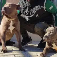 قفقازی کنکورسو سگ نگهبان درجه یک در کشور|سگ|تهران, تجریش|دیوار