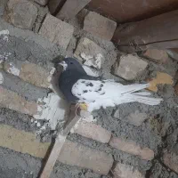 یال سیاه یقه بسته هوایی تنگ