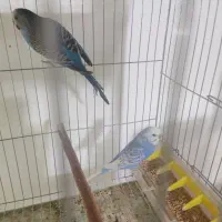 مرغ عشق اسپانگل رینبو با تخم|پرنده|فولادشهر, بوستان خلیج فارس|دیوار