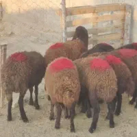 بره ماده اصل قزل افشار