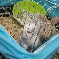 ۲ عدد خرگوش نژاد لپ با تمامی وسایل|موش و خرگوش|محلات, |دیوار