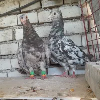 کبوتر1 جفت کوهی کاکول قزوینی درجه یک|پرنده|اهواز, سلیم آباد(سه راه خرمشهر)|دیوار
