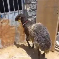 شیشک قوچ همو وبره ریز|حیوانات مزرعه|نجف‌آباد, حومه نجف آباد|دیوار