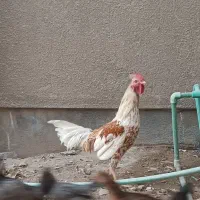 مرغ محلی فروشی