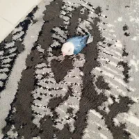 کوتوله|پرنده|مشهد, امیریه|دیوار