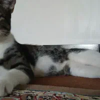 گمشده|حیوانات|صادق آباد, |دیوار