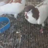 یهودی کبود نر|پرنده|قزوین, |دیوار