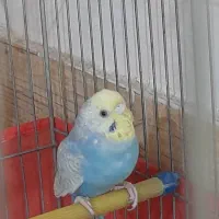 مرغ عشق فروشی