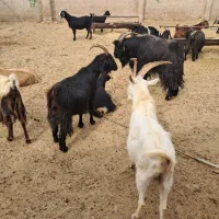 ۲۱راس بز گیسه چبش نر|حیوانات مزرعه|مرودشت, تخت جمشید|دیوار