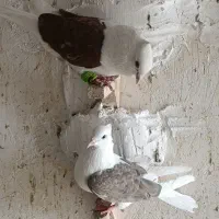 کفتر|پرنده|مرودشت, کناره|دیوار