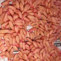 فروش گندم بذری