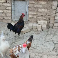 ۷تامرغ با ۱۱عدد جوجه گلین ۵ ماه