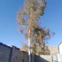 برش درخت و خرید چوب|خدمات باغبانی و درختکاری|شیراز, شریفآباد|دیوار