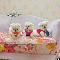 سگمینیاتوری نروماده۳ماهه تیکاپجیبی نیموجبپشمالو|سگ|تهران, نازیآباد|دیوار