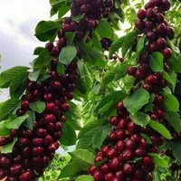 خدمات شخم و علف وبیل زنی درخت کاری|خدمات باغبانی و درختکاری|تبریز, |دیوار