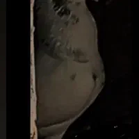 کبوتر معاوضه