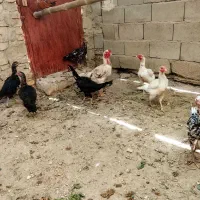 خروس و ماکیان سراوان|حیوانات مزرعه|سراوان, |دیوار