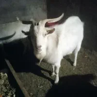 نربز آلپاین وسانن فروشی و معاوضه|حیوانات مزرعه|سلیمان, |دیوار