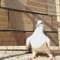 نرراست کلاغ دوم اس اس شقه|پرنده|مشهد, انقلاب|دیوار