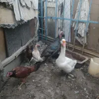 غاز .بوقلمون.مرغ|حیوانات مزرعه|چهاربرج, |دیوار