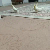 عروس هلندی لوتینو|پرنده|دلیجان, |دیوار