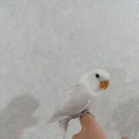 کوتوله مارال