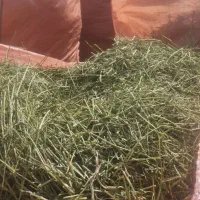 یونجه کوفته