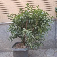 یاس هلندی و معمولی|گل و گیاه طبیعی|مشهد, دانشجو|دیوار