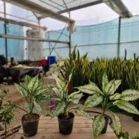 اگلونما برفی|گل و گیاه طبیعی|کلاردشت, |دیوار