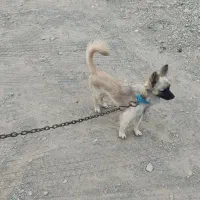 سگ پاکوتاه باهوش معاوضه هم فقط با کفتر طوقی