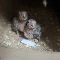 جوجه عروس هلندی