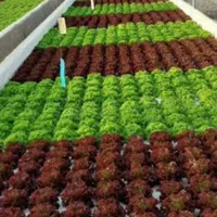 اجار ه و فروش گلخانه هیدروپونیک  کاهو فرانسوی|فروش دفتر صنعتی، کشاورزی، تجاری|گرمدره, |دیوار