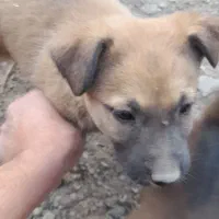 توله مالینویز نر|سگ|طرقبه, |دیوار