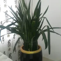 گل سانسوریا|گل و گیاه طبیعی|چرداول, |دیوار