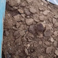 کود گاو|گل و گیاه طبیعی|بم, |دیوار
