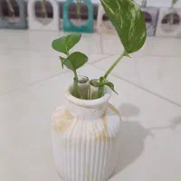 گلجا|گل و گیاه طبیعی|قم, پردیسان|دیوار