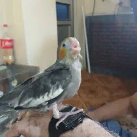 بچه عروس هلندی نر