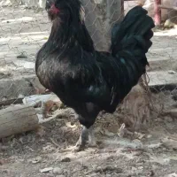 حیوانات|حیوانات مزرعه|اصفهان, لنبان|دیوار