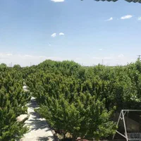 اجاره باغ ویلا جنگلی|اجارهٔ کوتاه‌مدت ویلا و باغ|مشهد, راهنمایی|دیوار